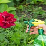 Crna mrlja na ružama: kako liječiti